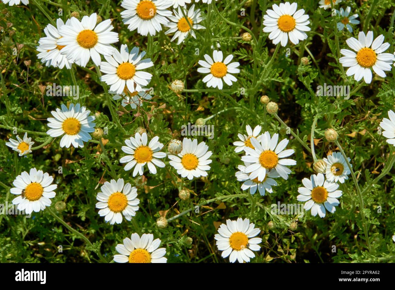 Field chamomile hi-res stock photography and images - Alamy