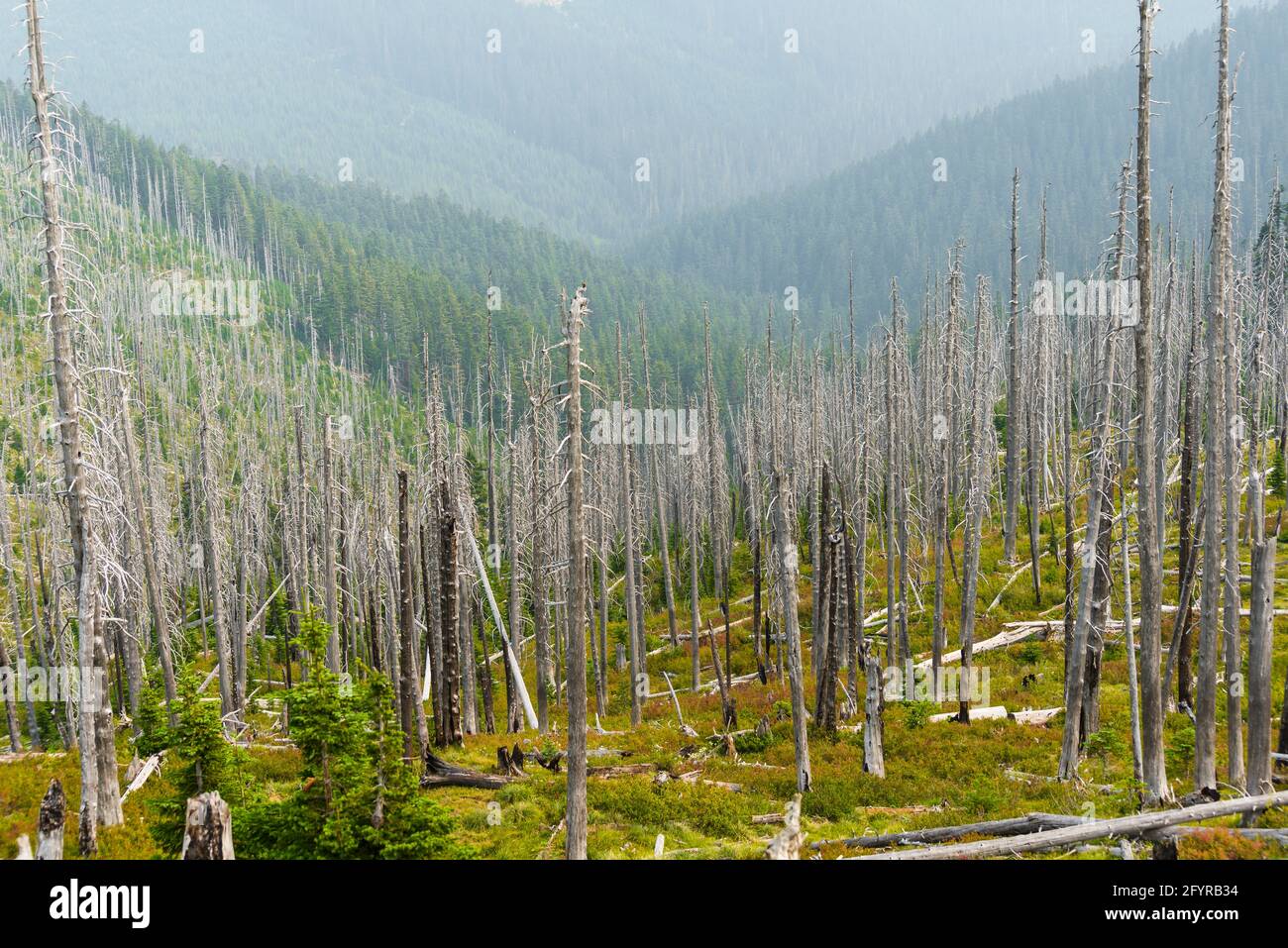 Standing Dead Trees From Forest Fire Stock Photo Alamy