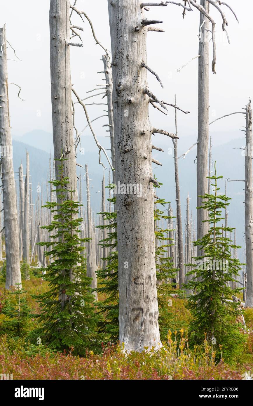 Standing Dead Trees From Forest Fire Stock Photo Alamy