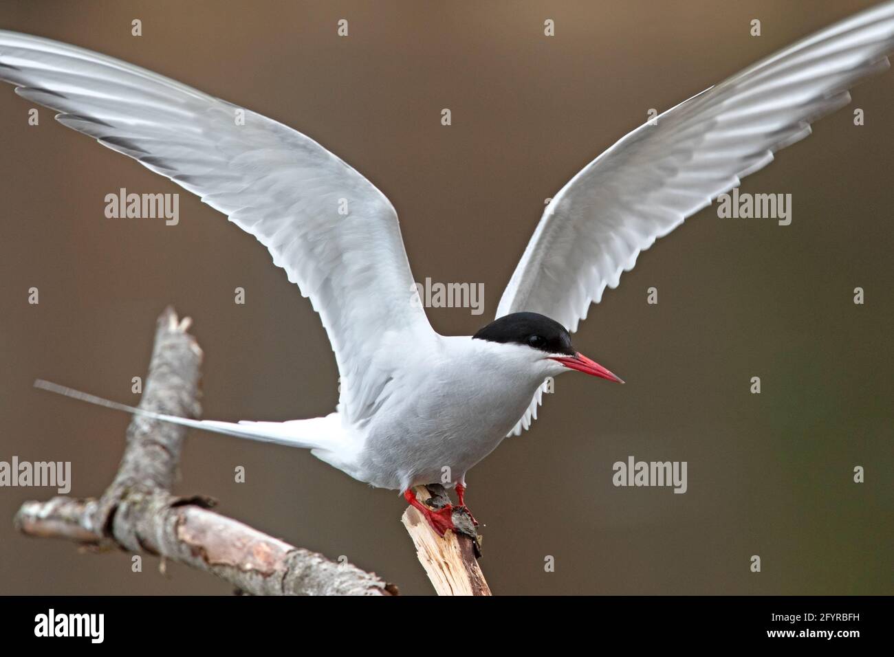 An Arctic tern freshly arrived in Anchorage, Alaska, from the southernmost tip of South America, stretches it wings. Stock Photo