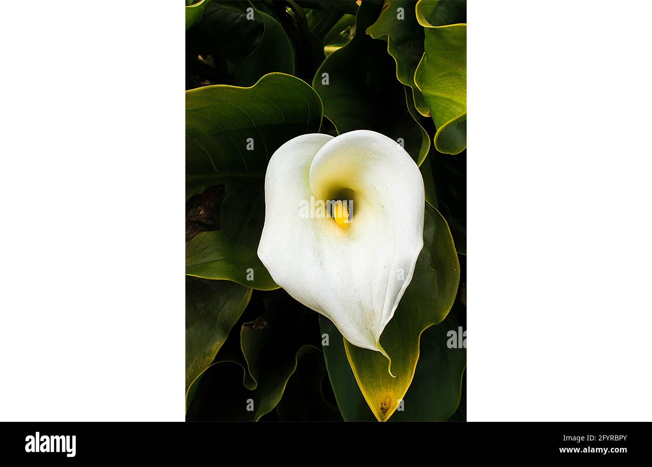 Big sur calla lily hires stock photography and images Alamy