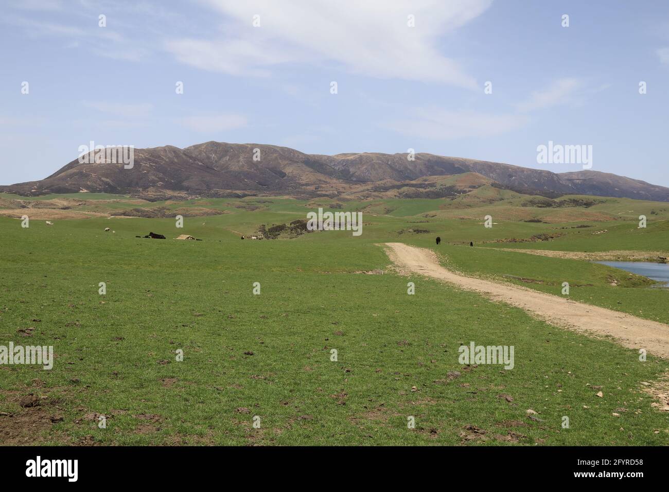 Neuseeland - Landschaft Mangaohane Gegend / New Zealand - Landscape Mangaohane Area / Stock Photo