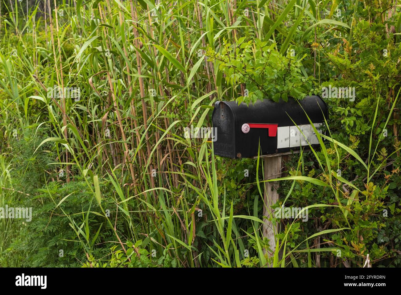 A mailbox is nearly lost in grass and other foliage along the side of a road making communication difficult. Stock Photo