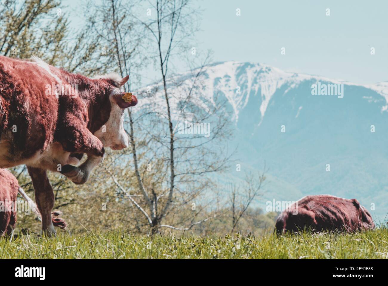Herd of brown cattle grazing in a field surrounded by mountains in the ...