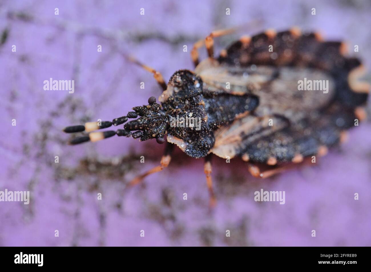 Closeup of an aradus truncatus on a rough surface with a blurry background Stock Photo