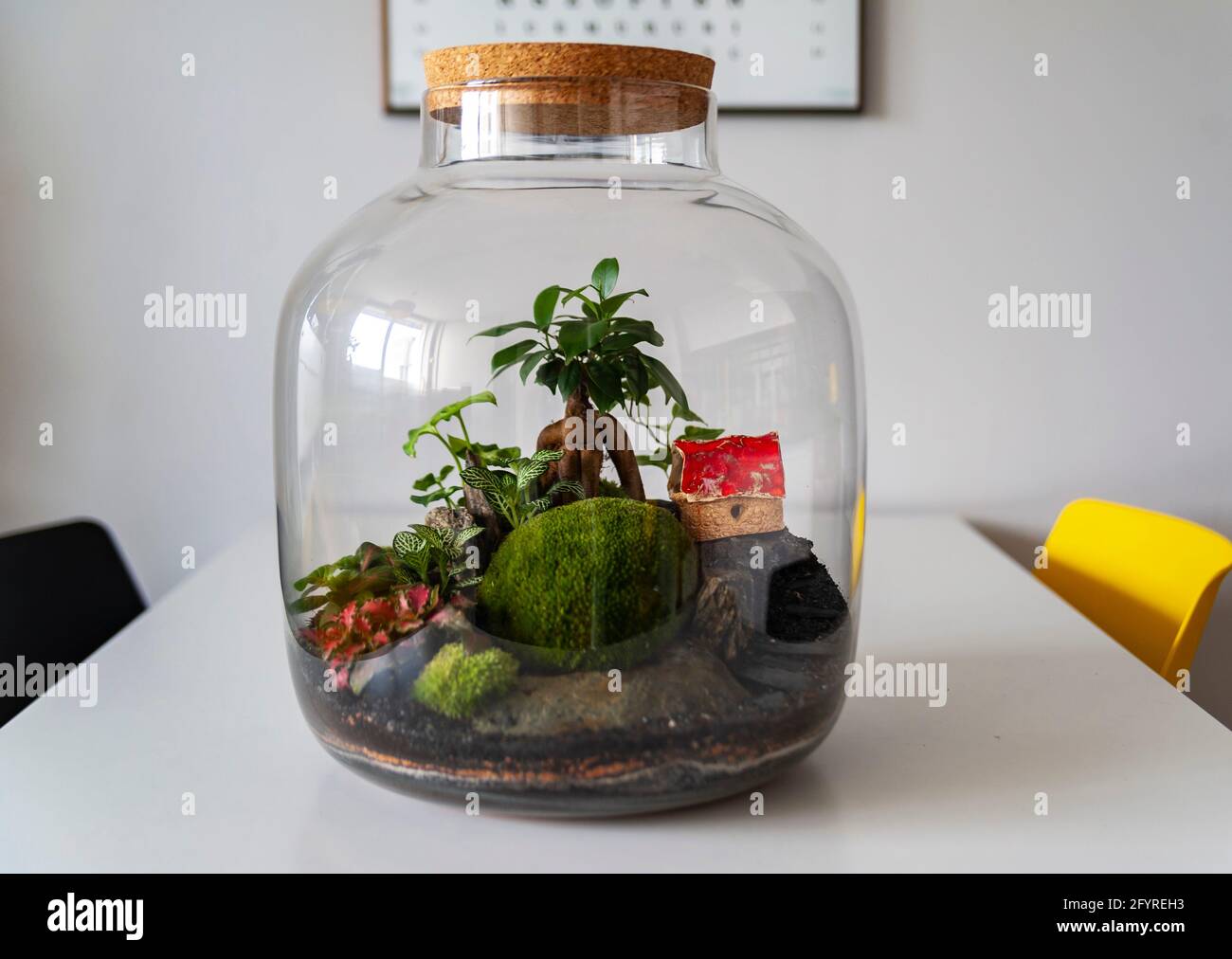 Small decoration plants in a glass bottle, garden terrarium bottle