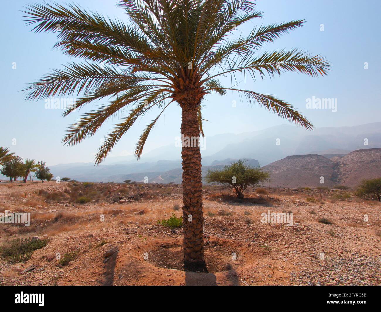 A lone date palm tree stands in the hot, hazy, midday sun. In Oman