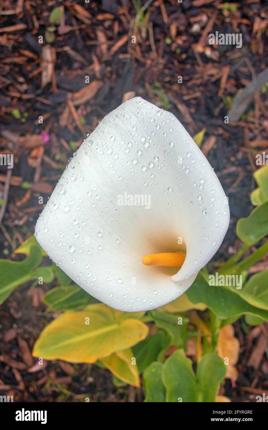 Calla Lily blooming flower Stock Photo Alamy