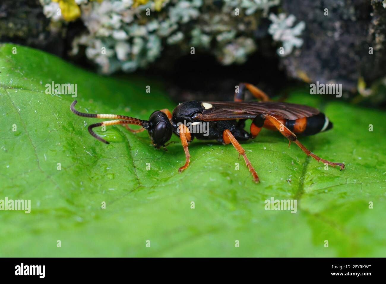 Closeup shot of a female Ichneumonid wasp, Ichneumon sarcitorius Stock ...