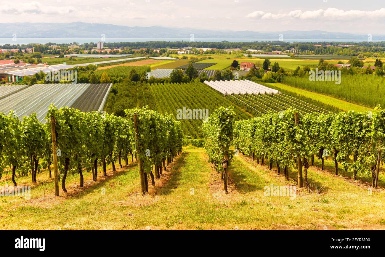 Vineyard rows overlooking grape fields, wine farm near Bodensee, Germany. Green vine plantations in summer. Panorama of vineyards in valley. Concept o Stock Photo