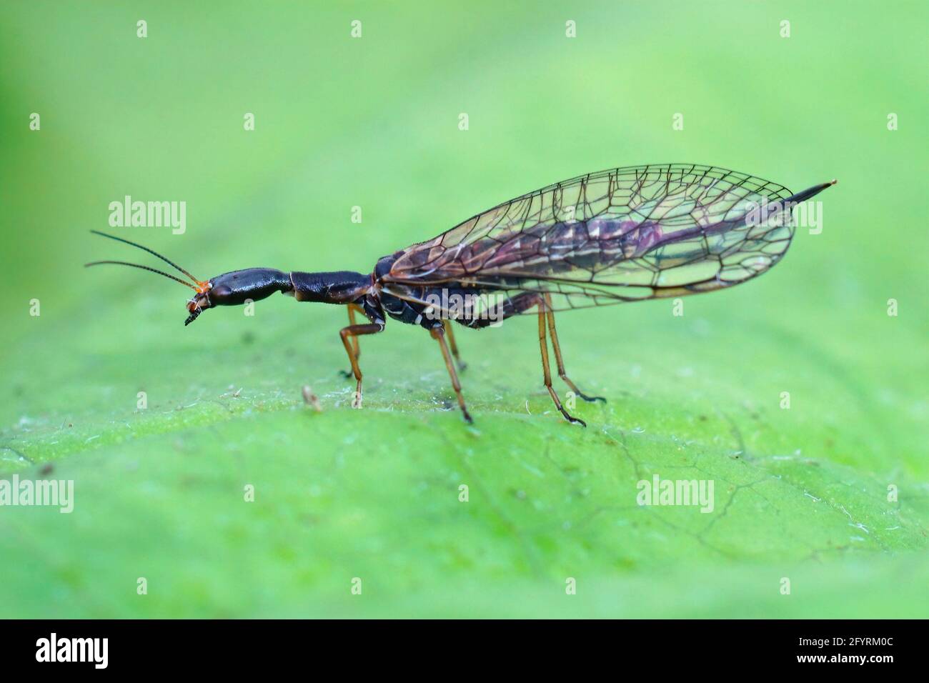 Closeup shot of a snakefly, xanthostigma xanthostigma on a green leaf Stock Photo