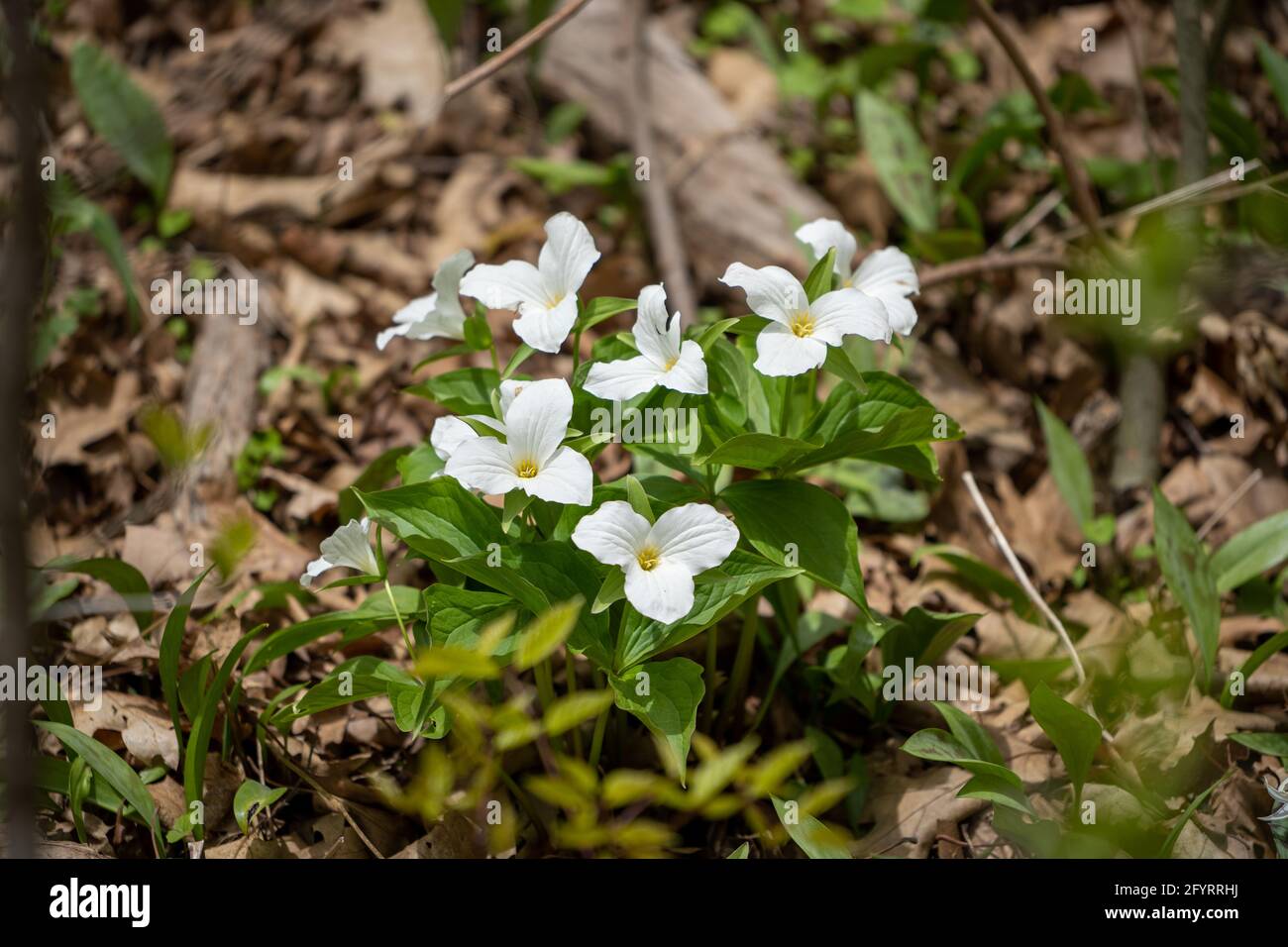 A beautiful white Nine trillium flowers in the forest under a bright sunlight in spring Stock Photo