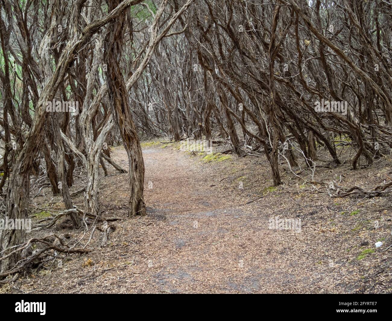 Coastal bushland walking trail above Norman Beach - Wilsons Promontory, Victoria, Australia Stock Photo