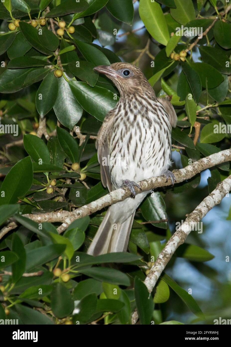 Female Green Figbird, Sphecotheres viridis, among green foliage of native  fig tree with small orange fruits, in an urban park in Queensland Australia  Stock Photo - Alamy