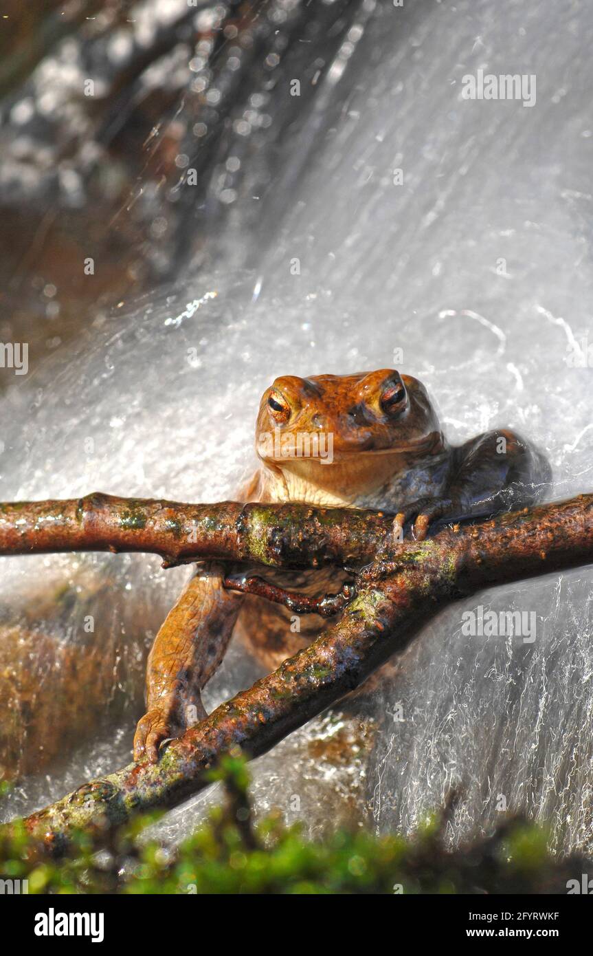 Relaxed toad under a waterfall looks at you Stock Photo
