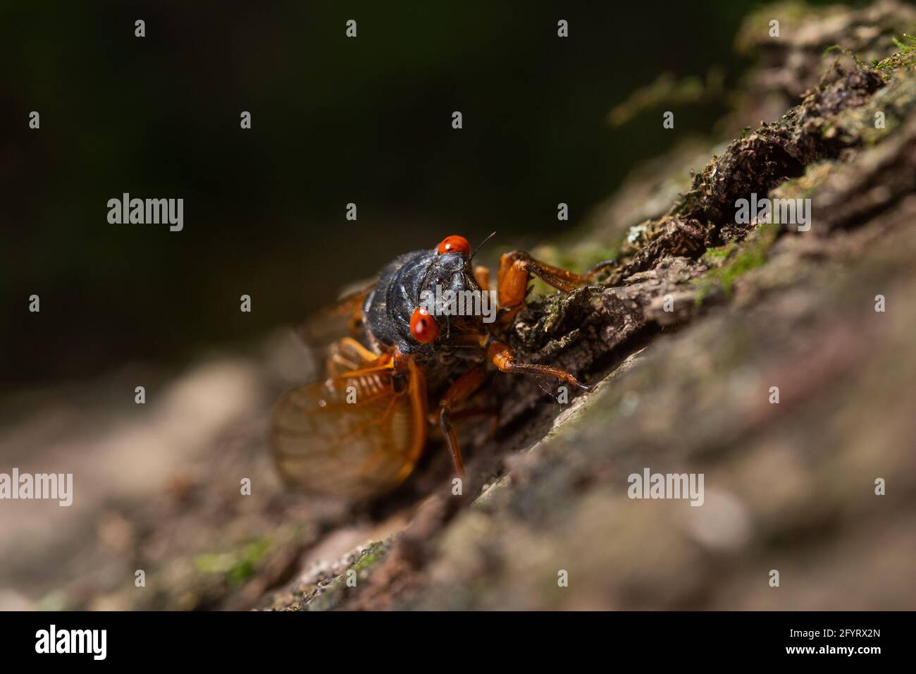 A 17-year periodical adult cicada on a treefollowing the Brood X emergence in eastern Illinois Stock Photo