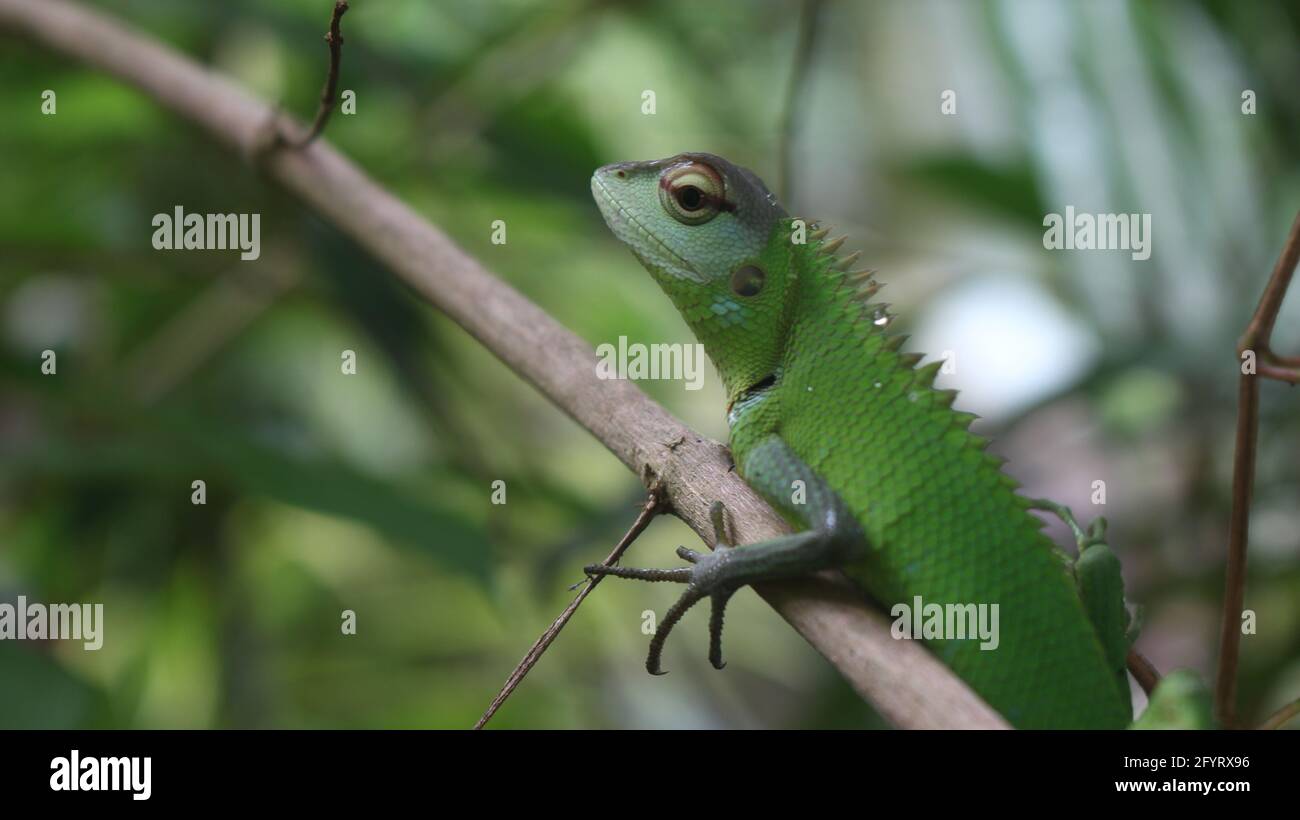 Amazon forest dragon hi-res stock photography and images - Alamy