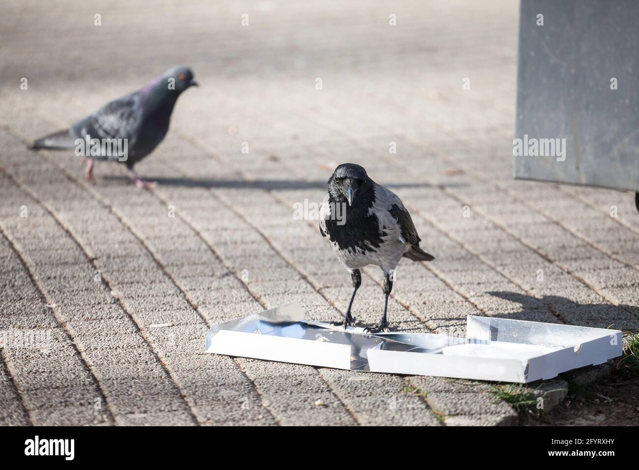 Bird eating garbage hires stock photography and images Alamy