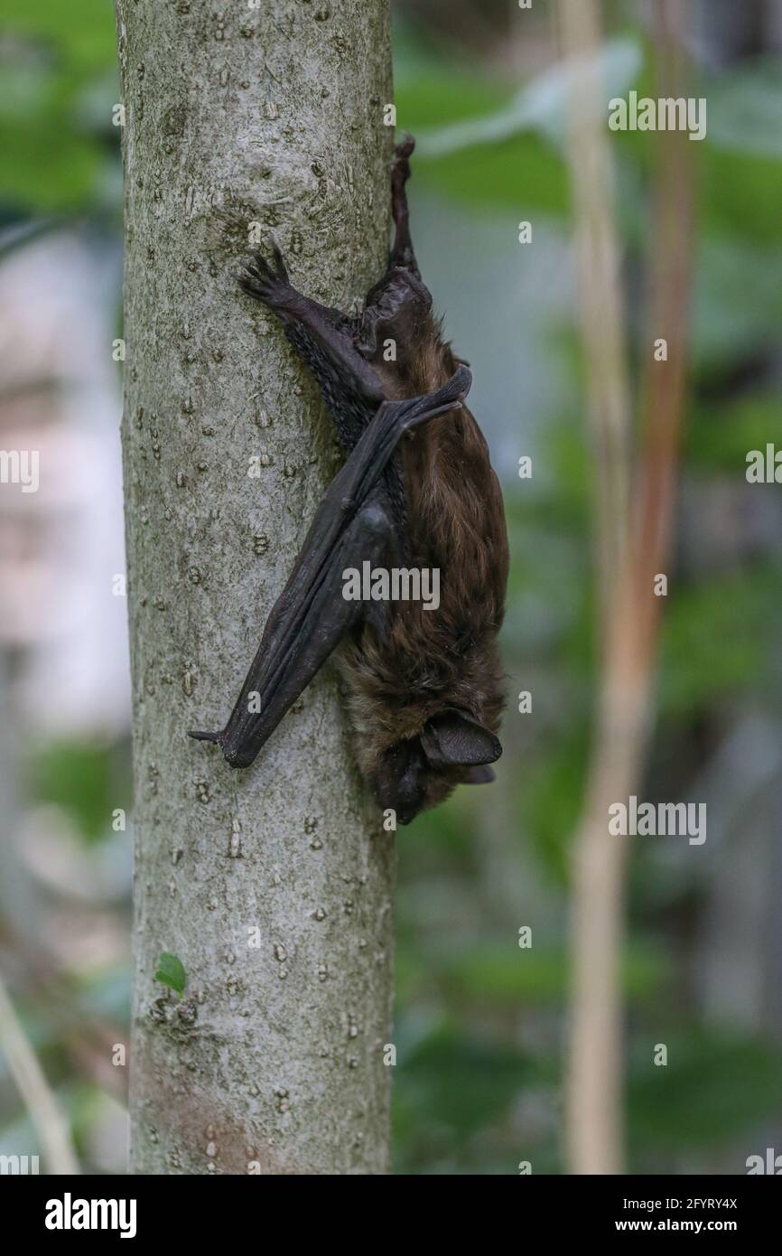 Little brown bat myotis lucifugus hi-res stock photography and images ...