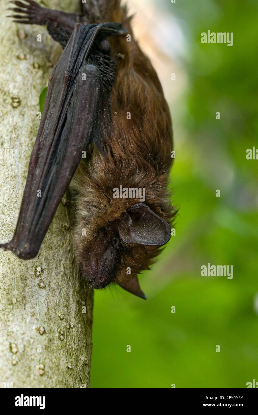 Bat Hanging Upside Down High Resolution Stock Photography and Images