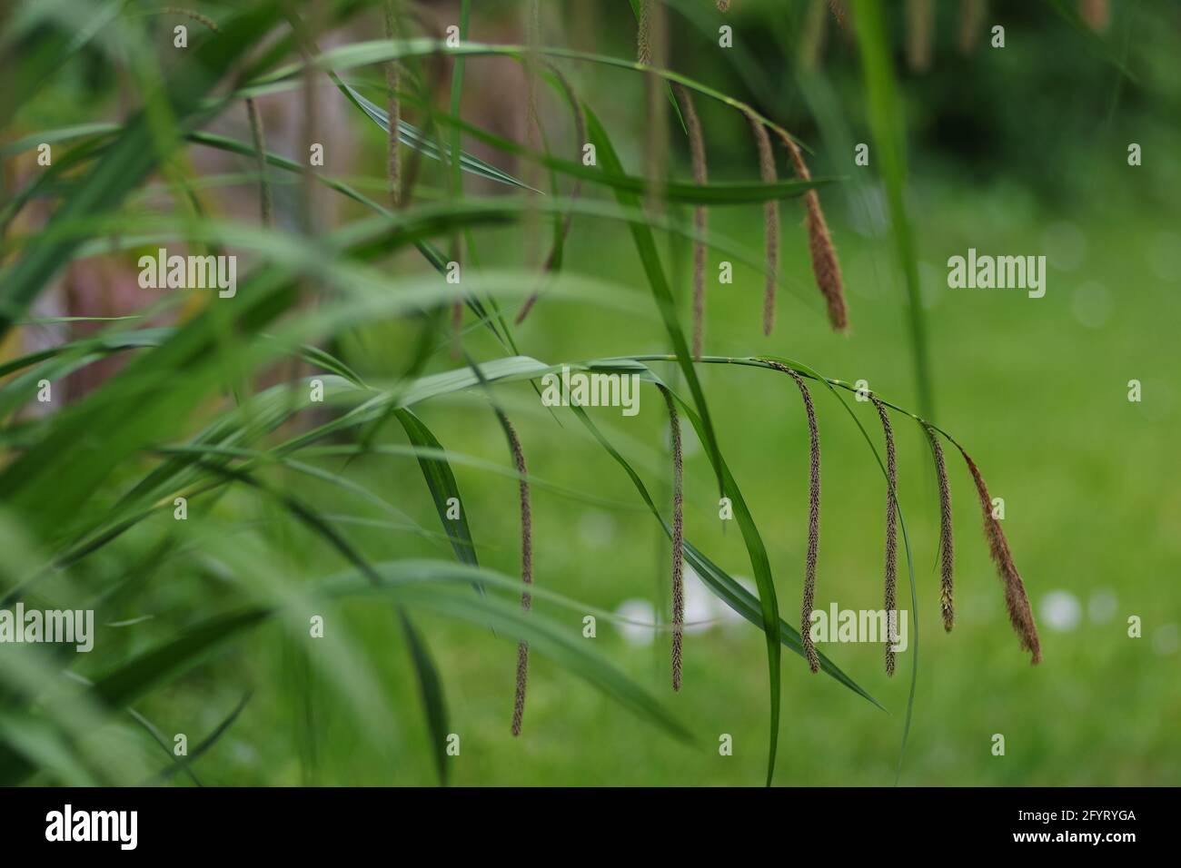 Closeup shot reeds plants hi-res stock photography and images - Alamy