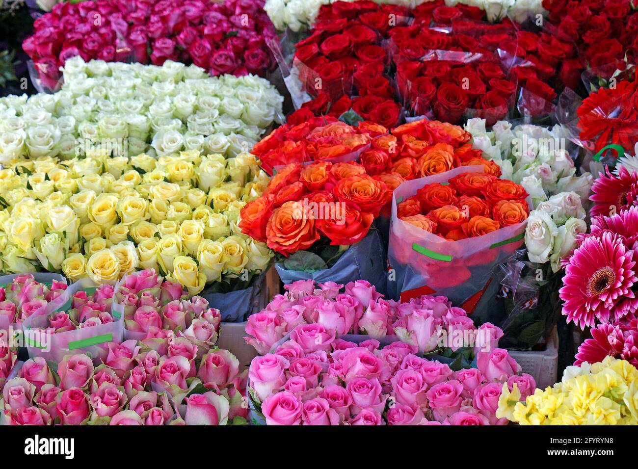 Colorful roses flower buds and blooms in flower shop Stock Photo Alamy