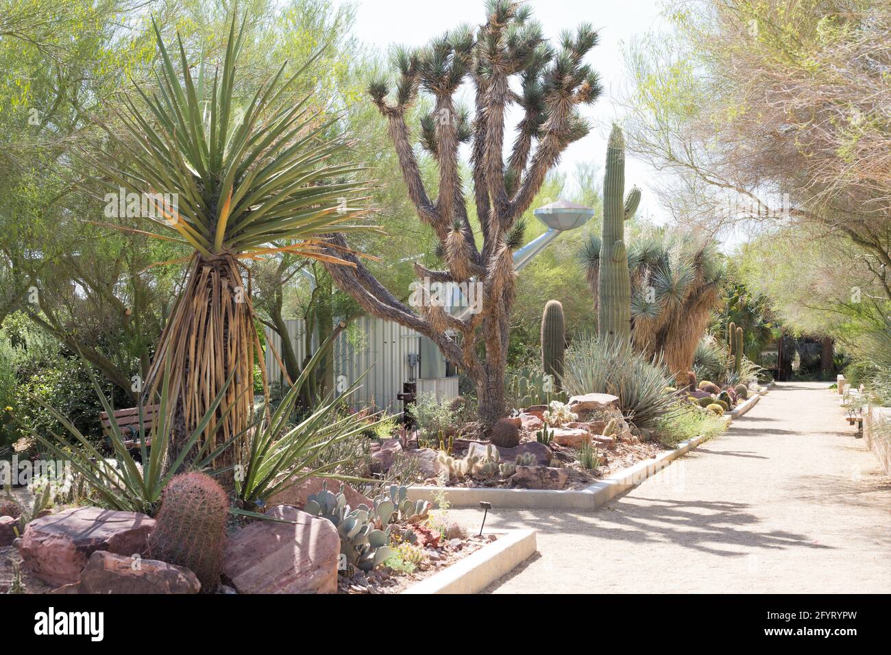 Cactus gardens at Springs Preserve in Las Vegas, Nevada Stock Photo Alamy