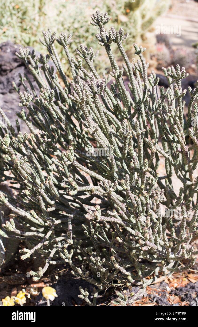 Cylindropuntia ramosissima diamond cholla Stock Photo Alamy