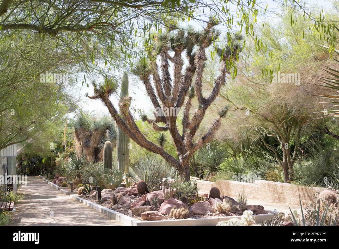 Cactus gardens at Springs Preserve in Las Vegas, Nevada Stock Photo Alamy