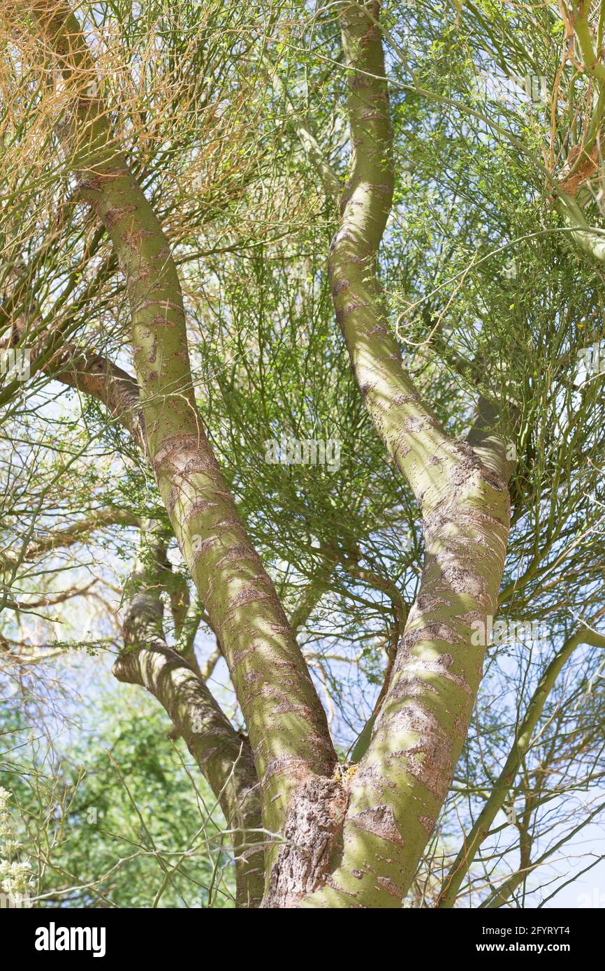 Parkinsonia florida blue palo verde tree Stock Photo Alamy