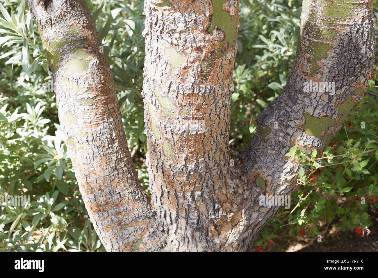 Parkinsonia florida blue palo verde tree Stock Photo Alamy
