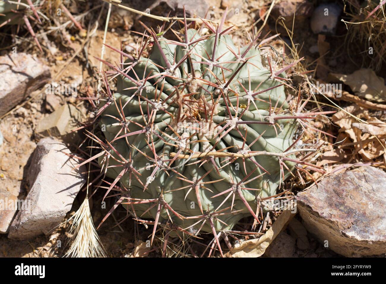 Echinocactus texensis horse crippler cactus Stock Photo Alamy