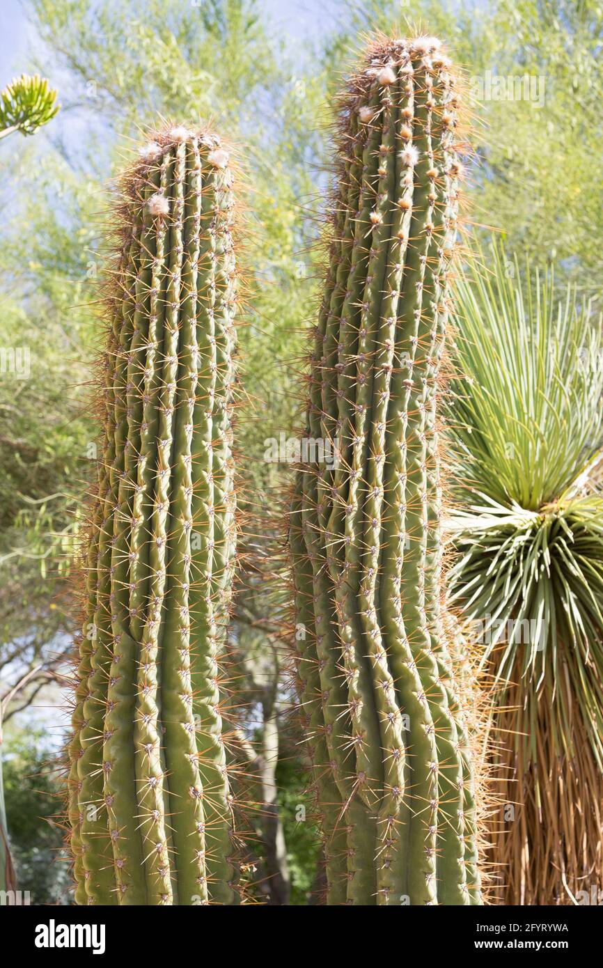 Echinopsis terscheckii - cardon grande cactus Stock Photo - Alamy