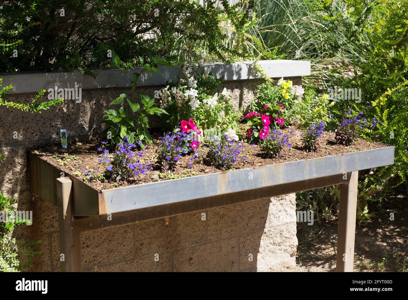 Shallow pan planters at Springs Preserve in Las Vegas, Nevada Stock