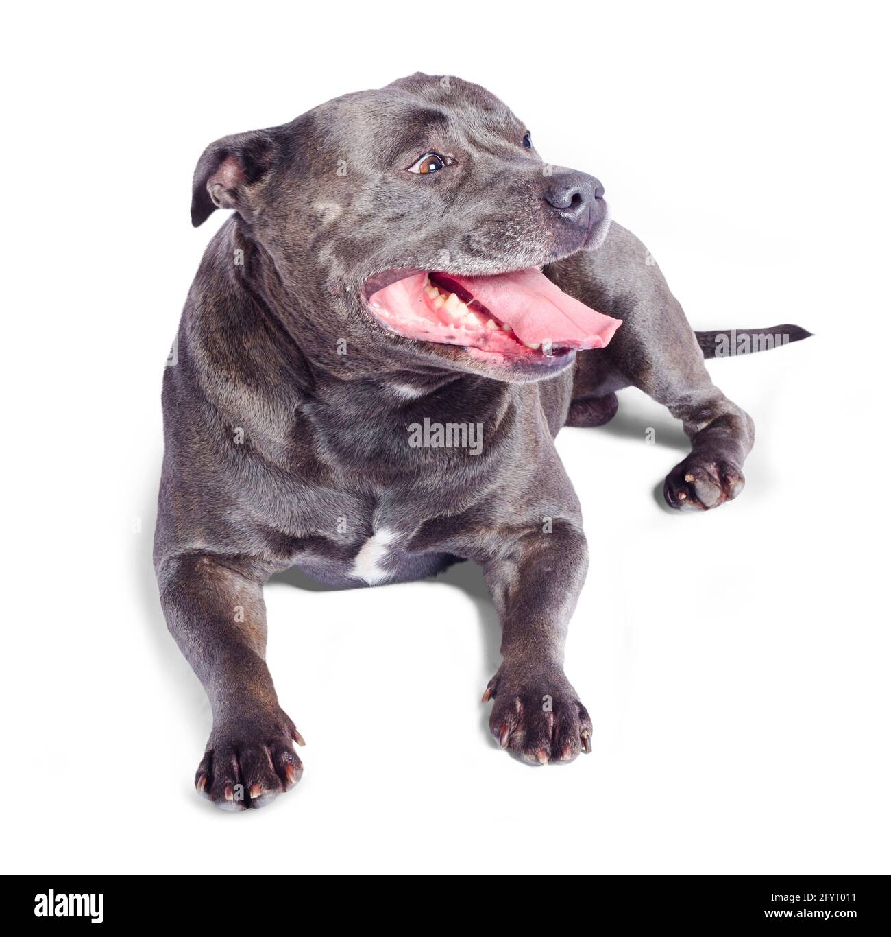 Staffordshire Bull Terrier Cut Out Stock Images Pictures Alamy