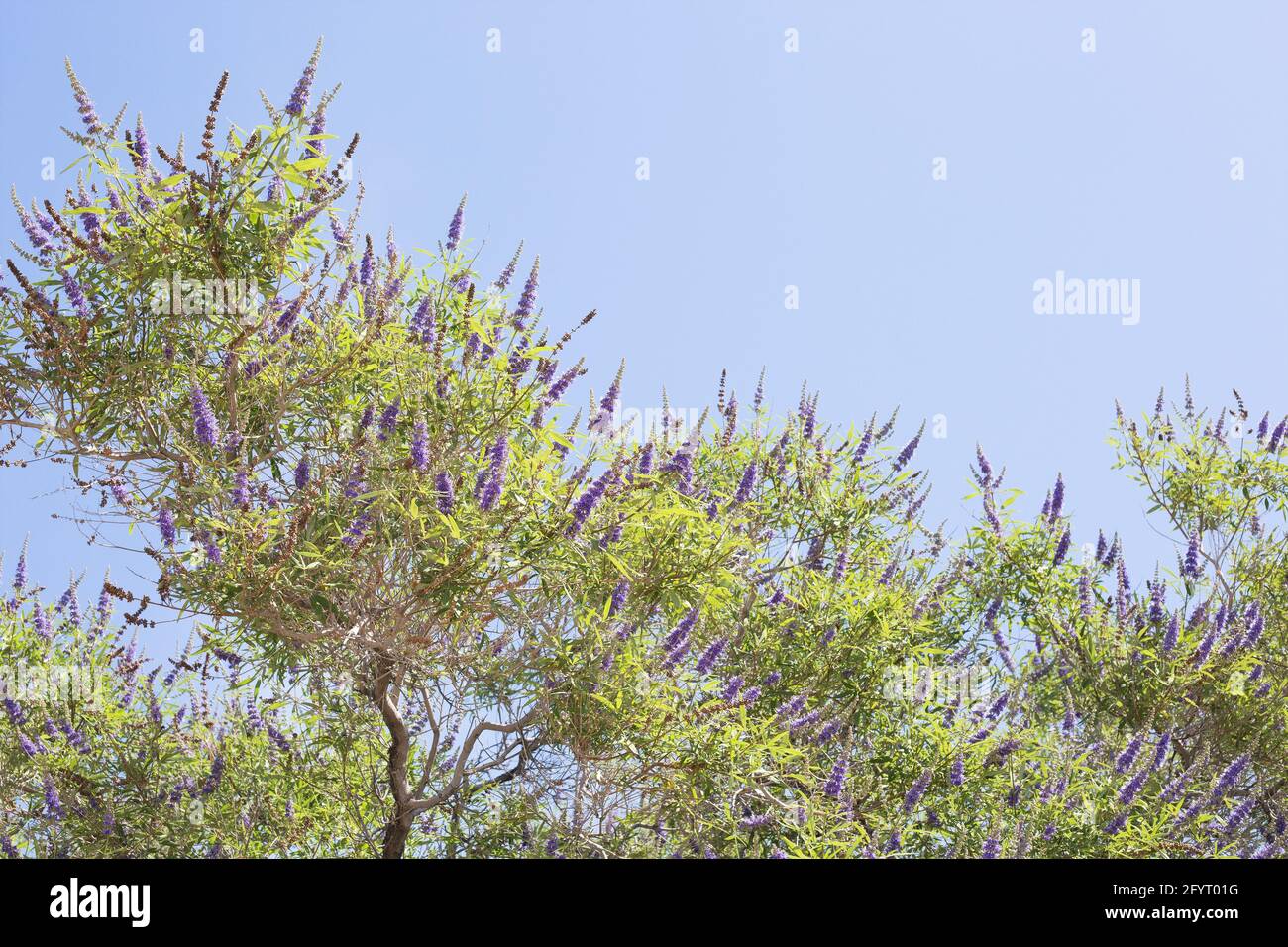 Vitex agnus-castus - chaste tree, close up. Stock Photo