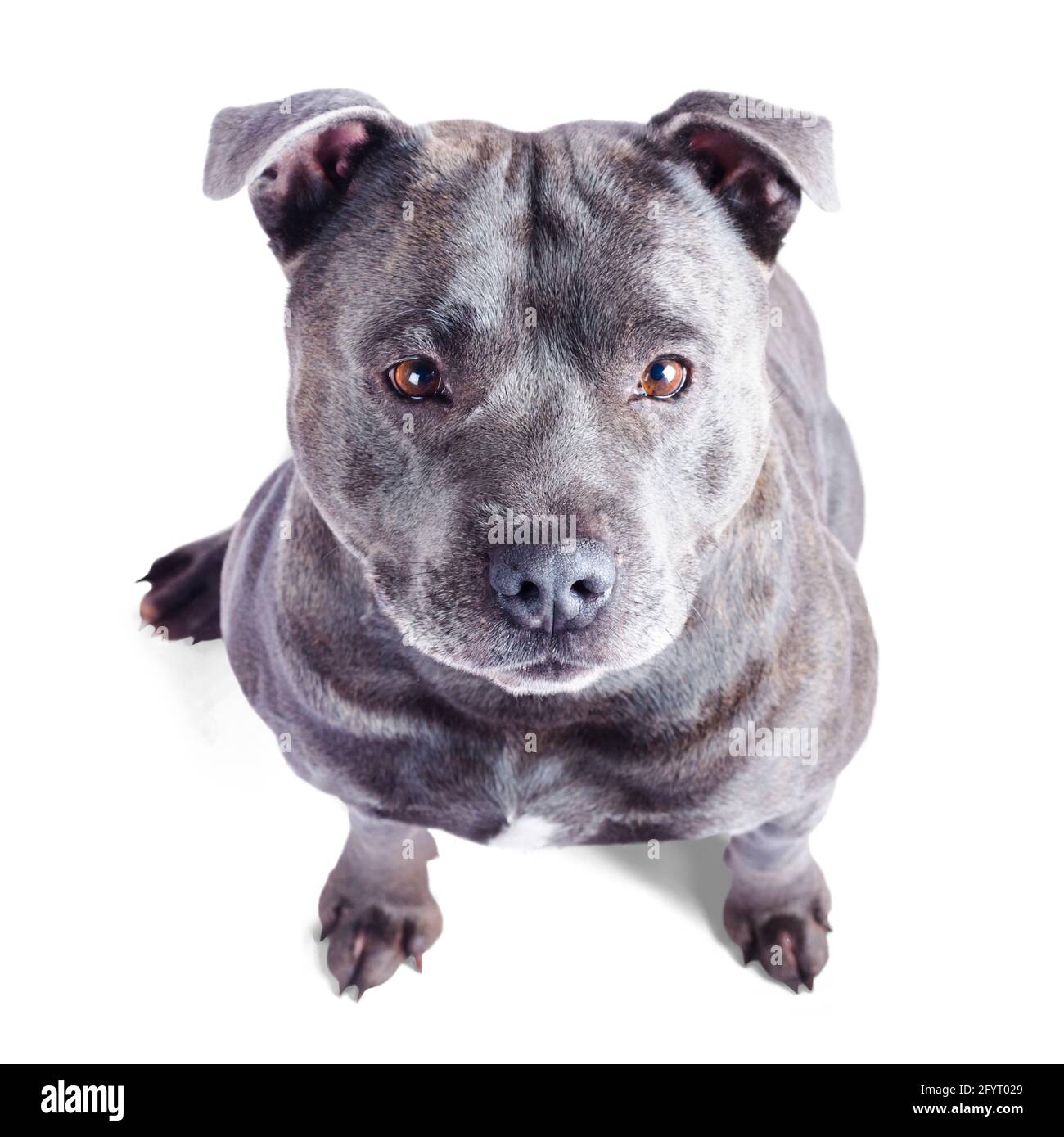 English Staffordshire Terrier High Resolution Stock Photography And Images Alamy