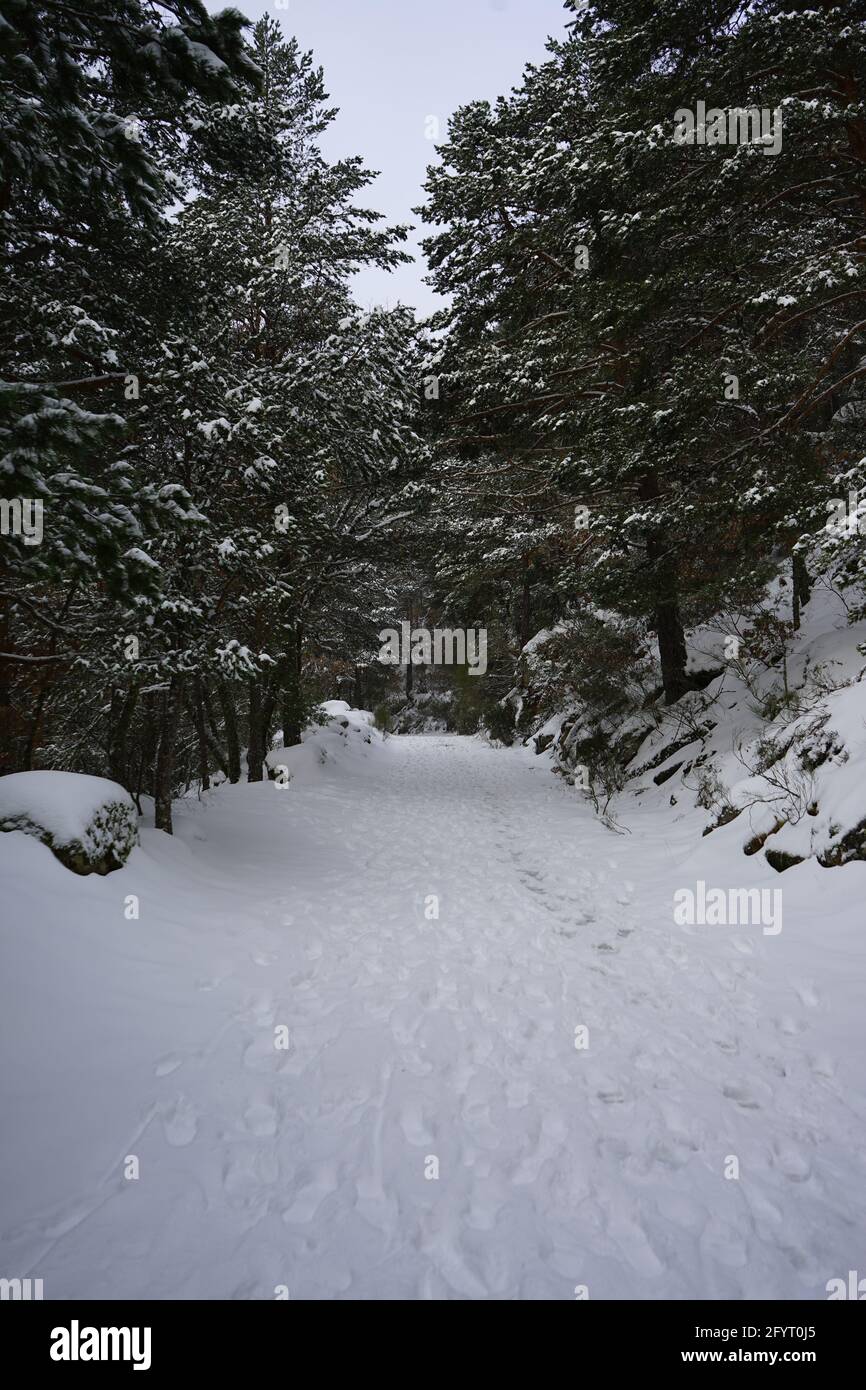 A winter landscape of snowy pine trees in a forest Stock Photo - Alamy