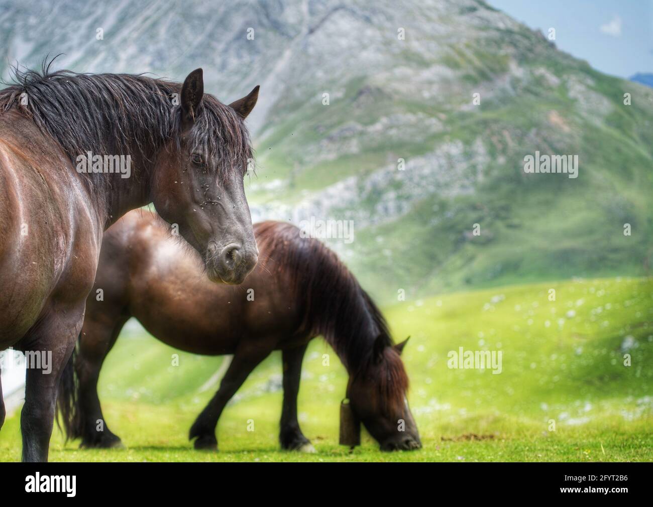 Two horses on a green meadow in the mountains hi-res stock photography ...