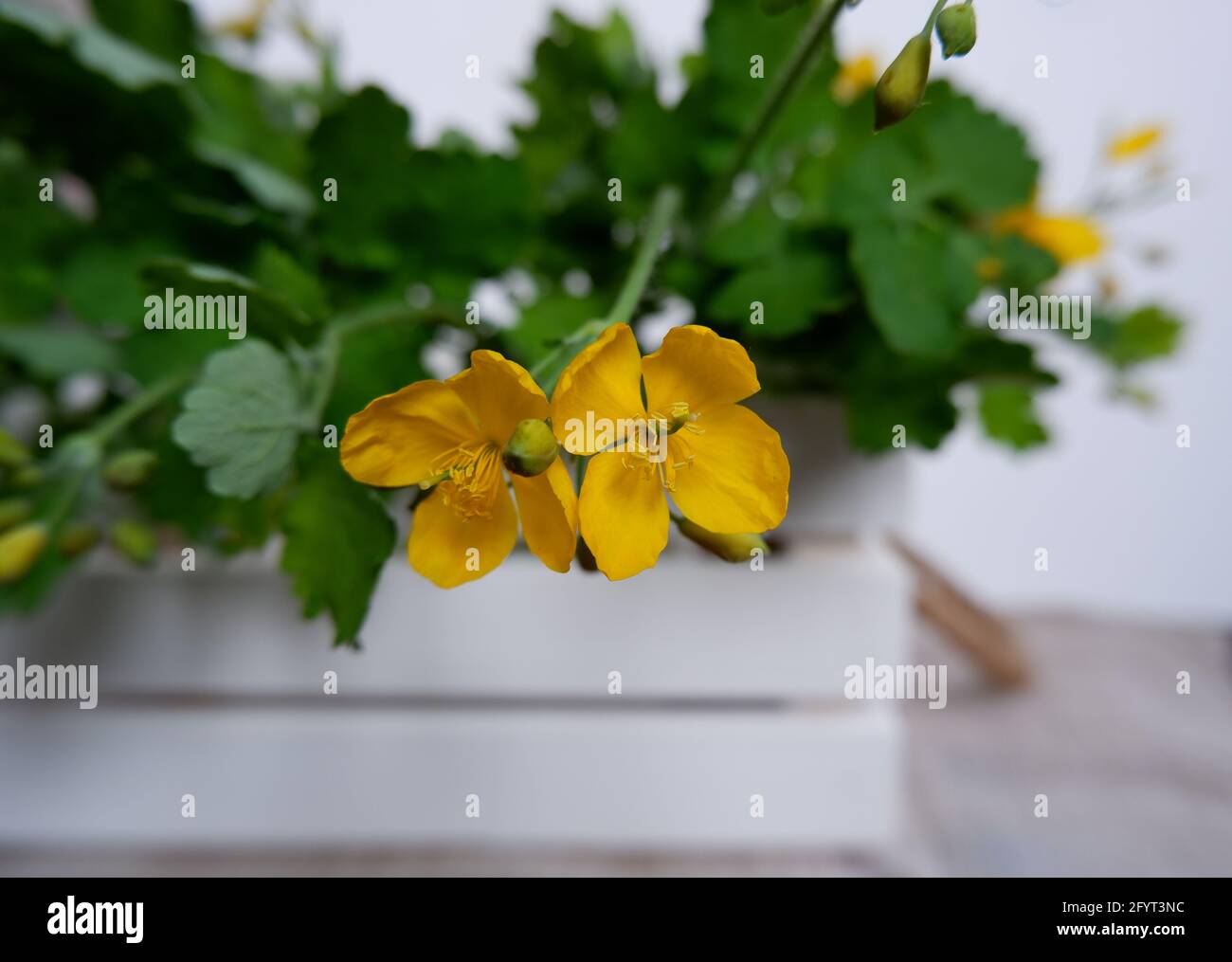 Yellow flowers of celandine. The herb Chelidonia with green leaves, yellow flowers Stock Photo