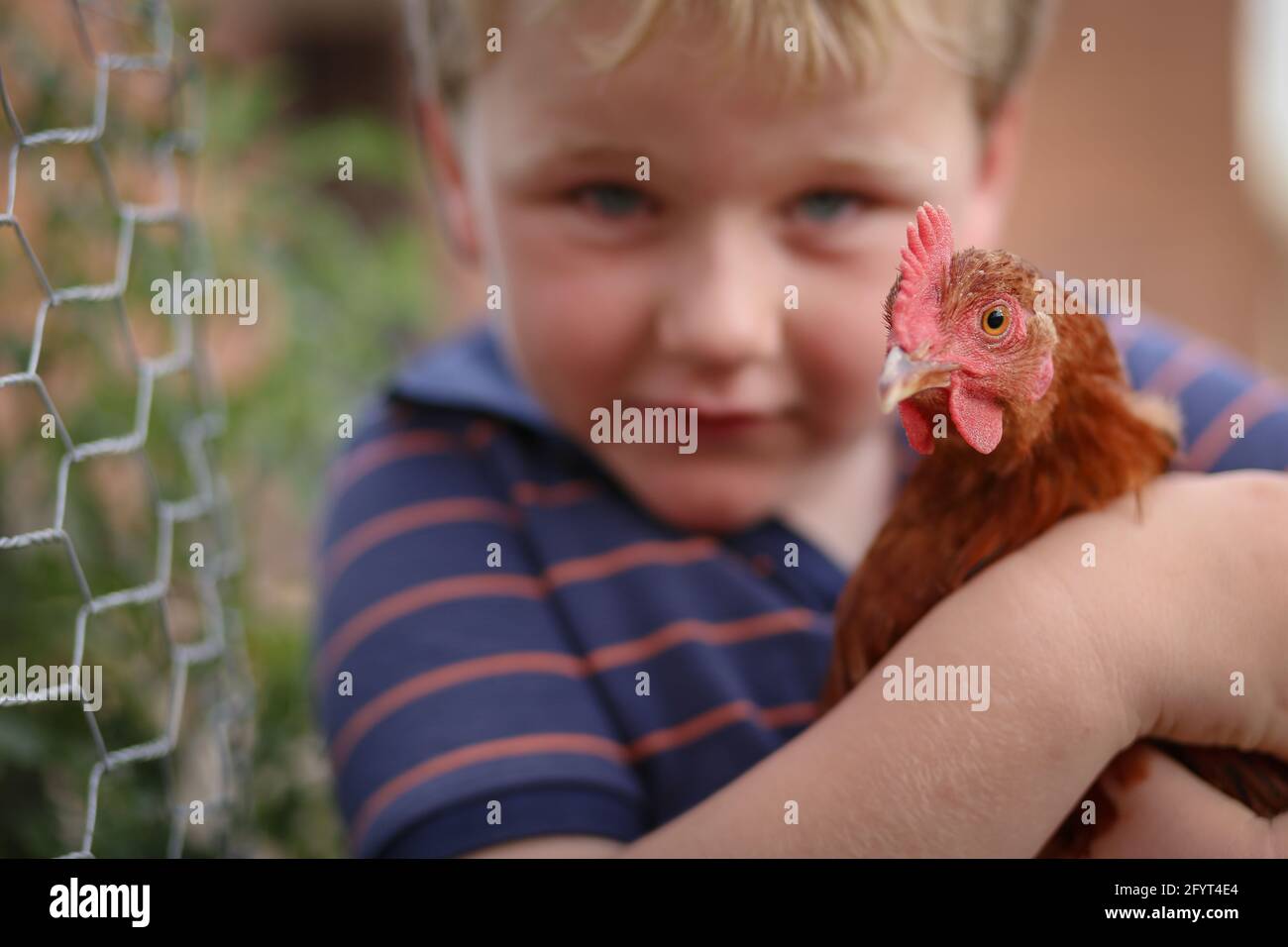 A little boy holding and cuddling Isa Brown chicken Stock Photo