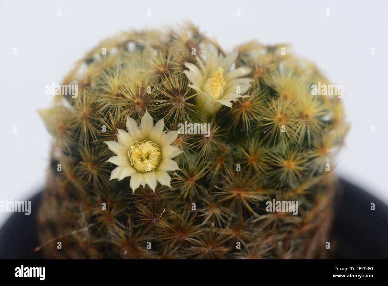 Blooming white flower of Mammillaria schiedeana cactus on white background Stock Photo
