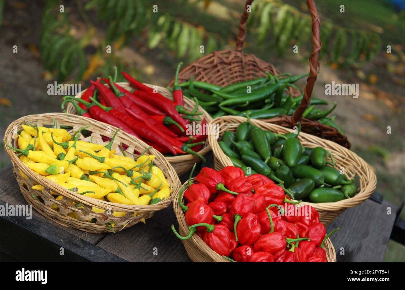 Habanero Peppers, Jalapeno Peppers and Aji Limon peppers in basket at