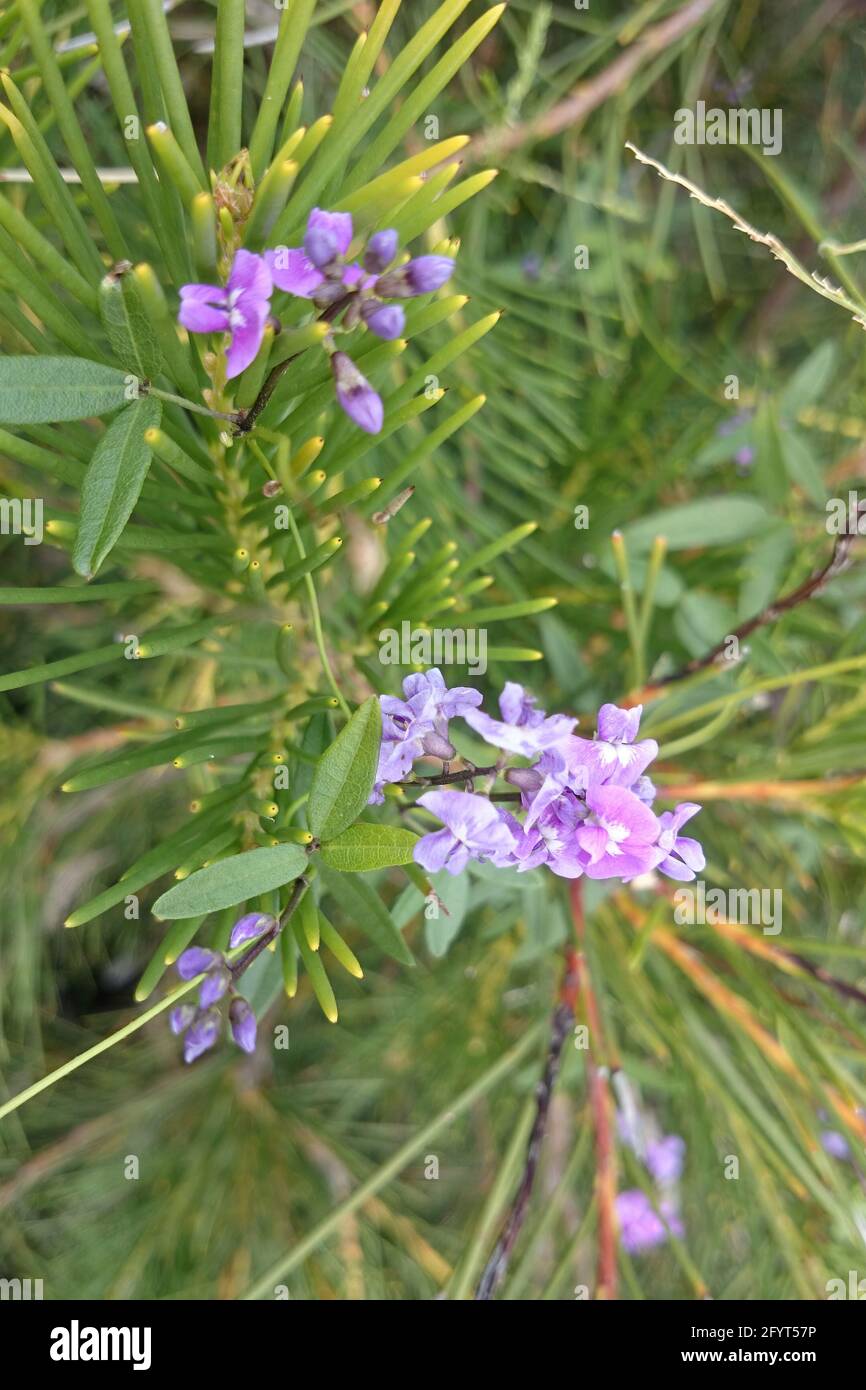 Glycine microphylla (Small-leaf Glycine), a, Australian native scrambling  plant, growing along a Hakea shrub in NSW, Australia Stock Photo - Alamy