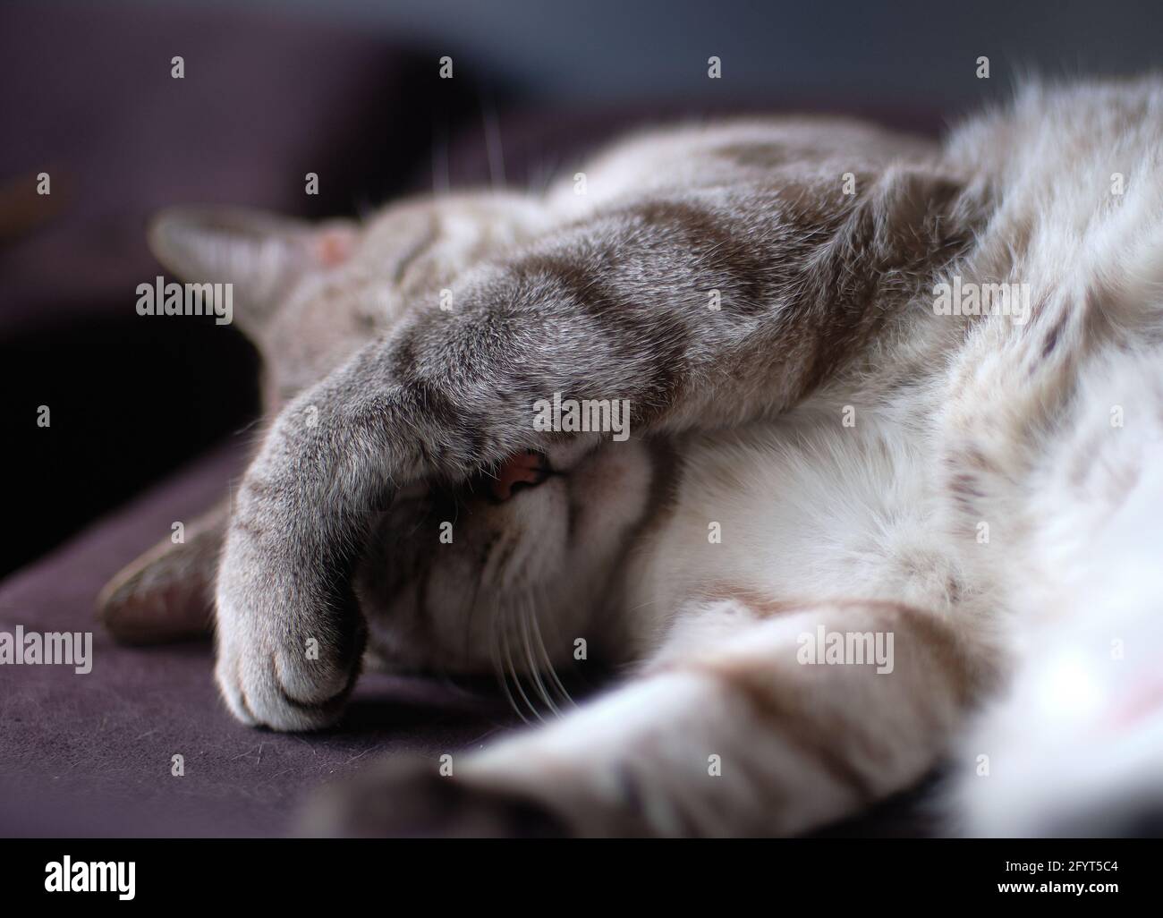 The portrait of a cute cat sleeping with a paw on its face Stock Photo
