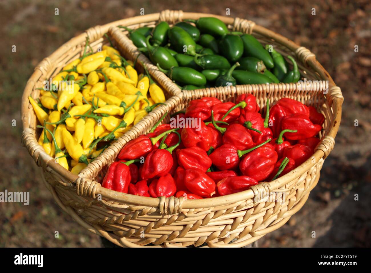 Habanero Peppers, Jalapeno Peppers and Aji Limon peppers in basket