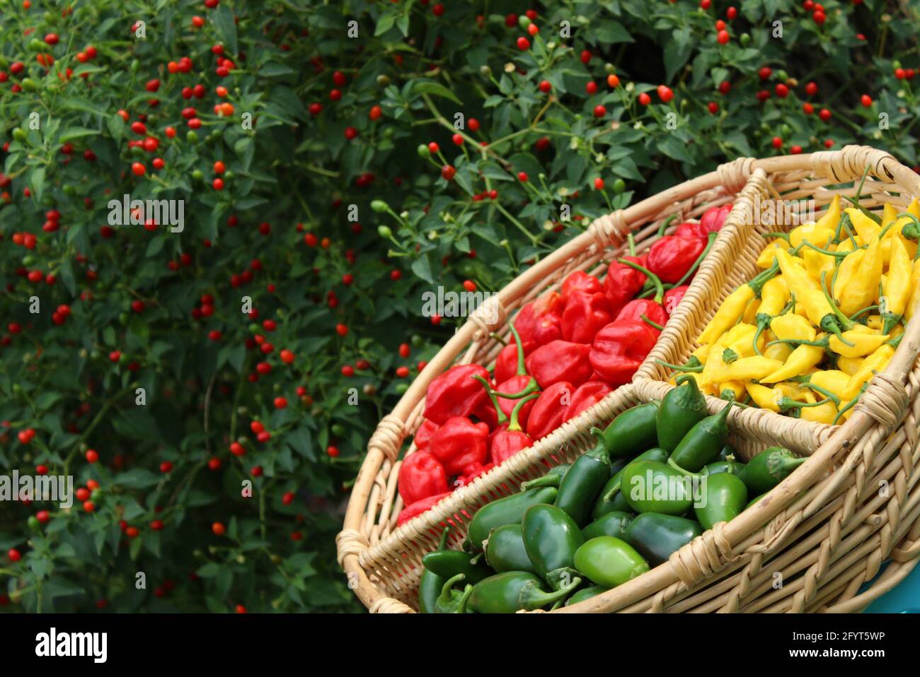 Habanero Peppers, Jalapeno Peppers and Aji Limon peppers in basket with