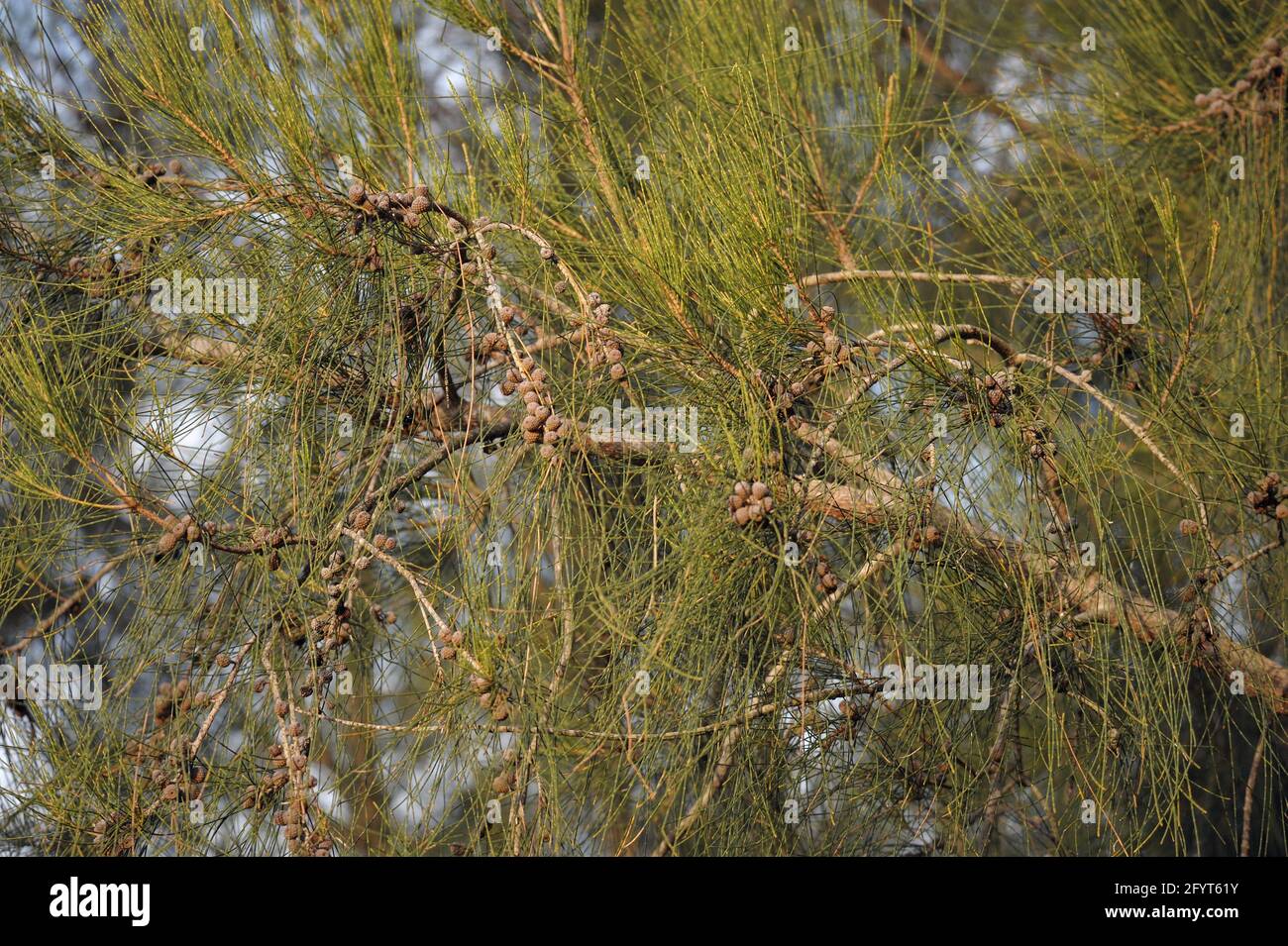 Branches, branchlets and seed pods of the Swamp Oak (Casuarina glauca) tree in NSW, Australia Stock Photo