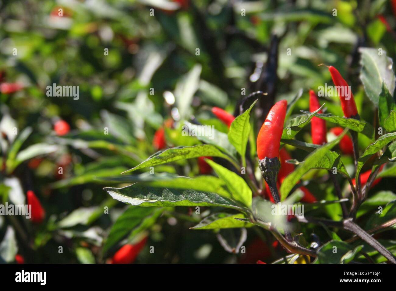 Black Cobra Peppers Growing in Outdoor Garden Stock Photo