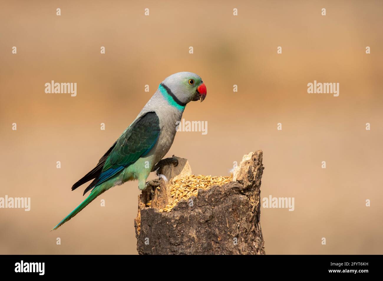 A male Malabar Parakeet feeding on a rice grains in the fields on the